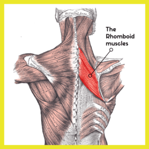 Rhomboid muscles