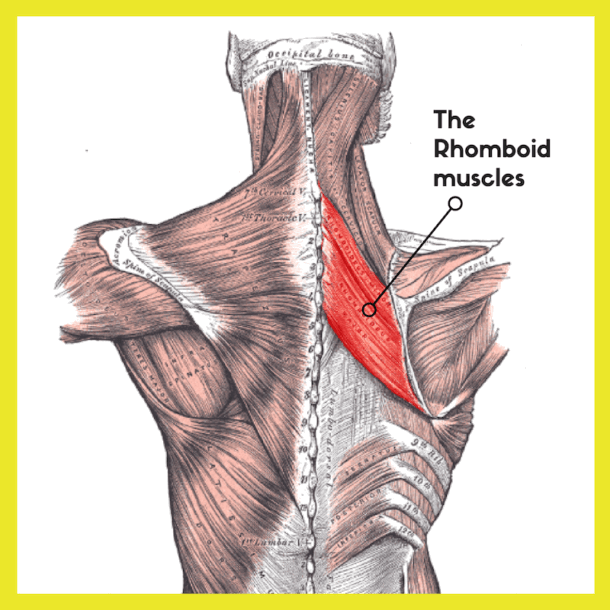 Shoulder pain rhomboid muscles Complete Calm Massage Therapy