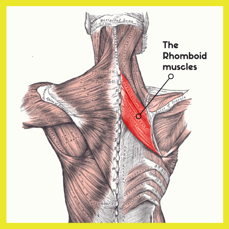 Shoulder pain rhomboid muscles Complete Calm Massage Therapy