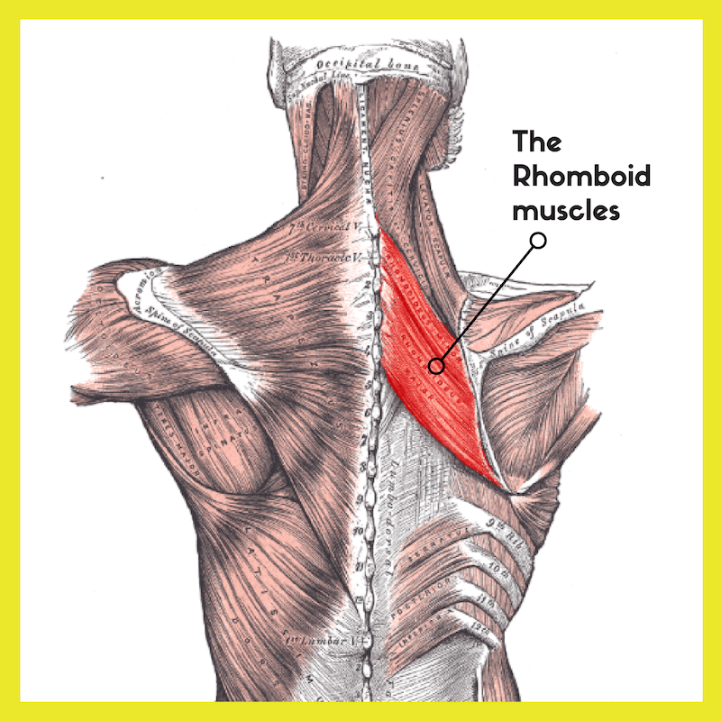 Stretches for sales rhomboid pain