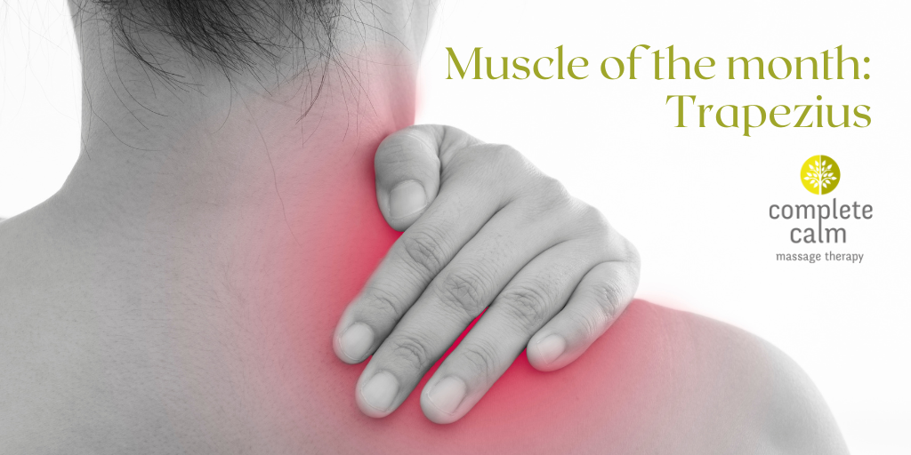Unravelling the trapezius: One of the main muscles contributing to your tight, painful shoulders